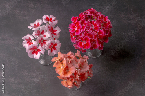 Image of different geranium flowers on the table. Still life.