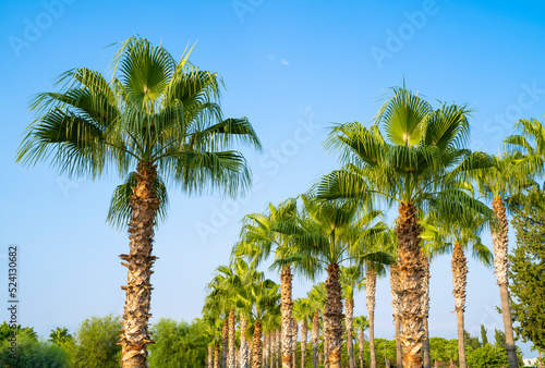 Tall palm trees in a long line. Side, Antalya province, Turkey. photo