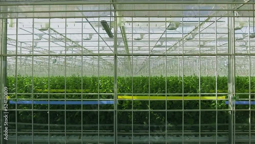 Wallpaper Mural Green crop growing in very large modern greenhouse Torontodigital.ca