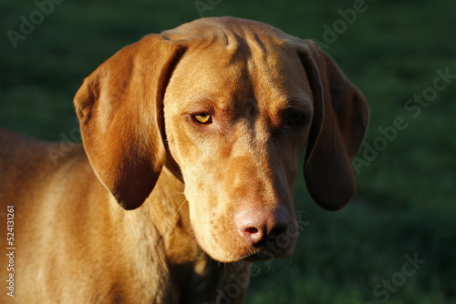 Focusing Hungarian Vizsla portrait with evening lights