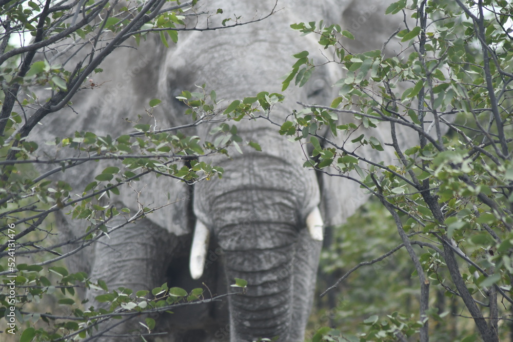 elephant in park elephant in park