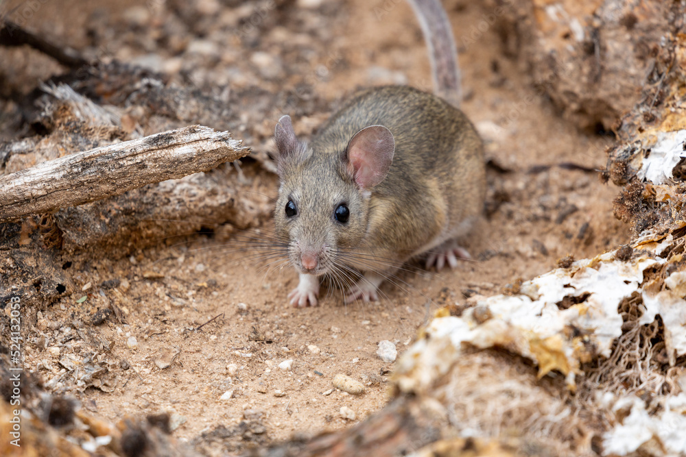 White-throated woodrat, Neotoma albigula, commonly referred to as a pack rat. Natural habitat for this native Sonoran Desert species of rodent. Pima County, Tucson, Arizona, USA. White-throated woodrat, Neotoma albigula, commonly referred to as a pack rat. Natural habitat for this native Sonoran Desert species of rodent. Pima County, Tucson, Arizona, USA.