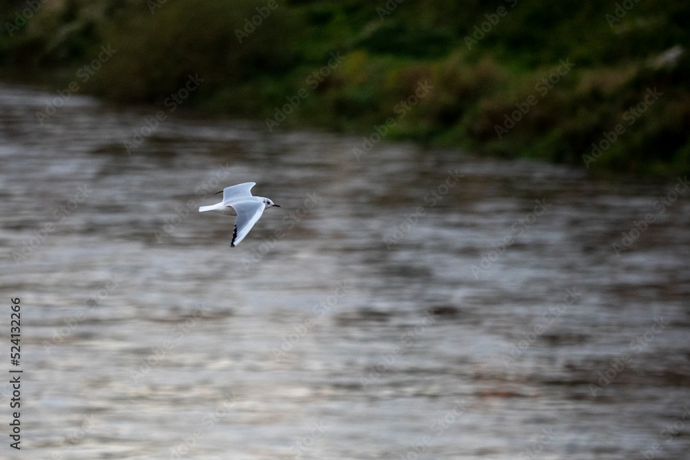 Fototapeta premium mouette