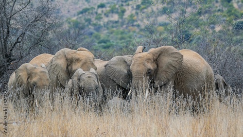 Photography Herd of elephants behind tall grass on a meadow
