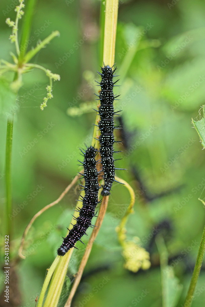 two black caterpillars sit on a yellow plant stem among green vegetation in nature