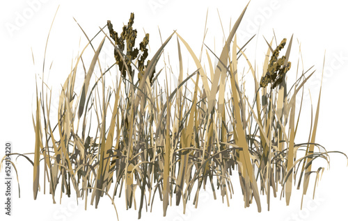Front view of Plant (Dry Grass Thatch 1) Tree illustration vector
