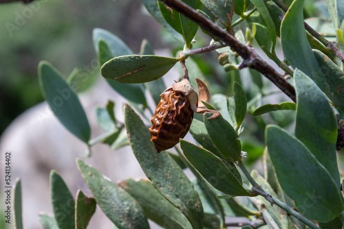 A mature jojoba, Simmondsia chinensis, nut on a wild bush found along the Pima Canyon trail in the Sonoran Desert. A wrinkly brown nut on a green female that is frequently used in the beauty industry.