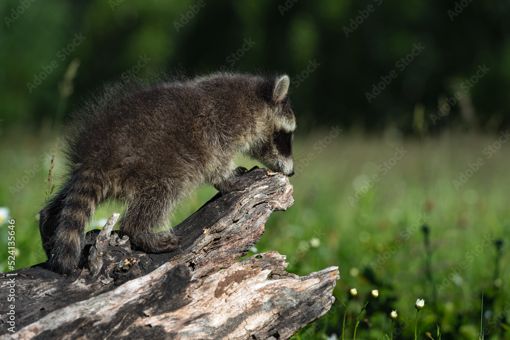 Naklejka premium Raccoon (Procyon lotor) Crawls to End of Log Summer