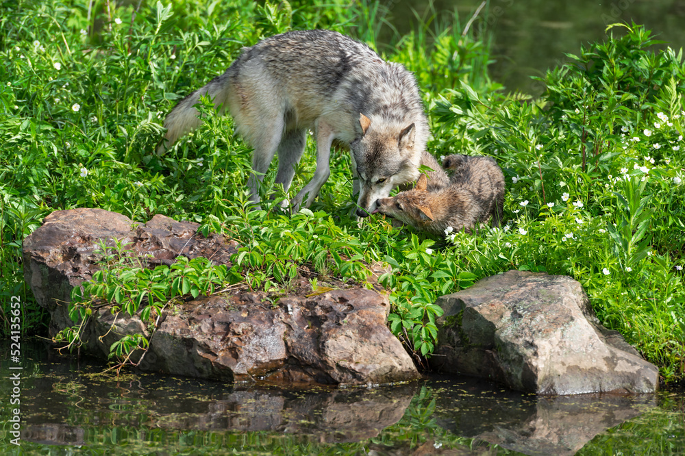 Grey Wolf Pup (Canis lupus) Licks at Face of Adult Summer Grey Wolf Pup (Canis lupus) Licks at Face of Adult Summer