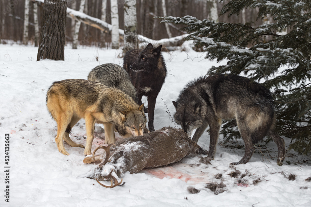 Fototapeta premium Black Phase Grey Wolf (Canis lupus) Looks to Left While Rest of Pack Eats Deer Winter