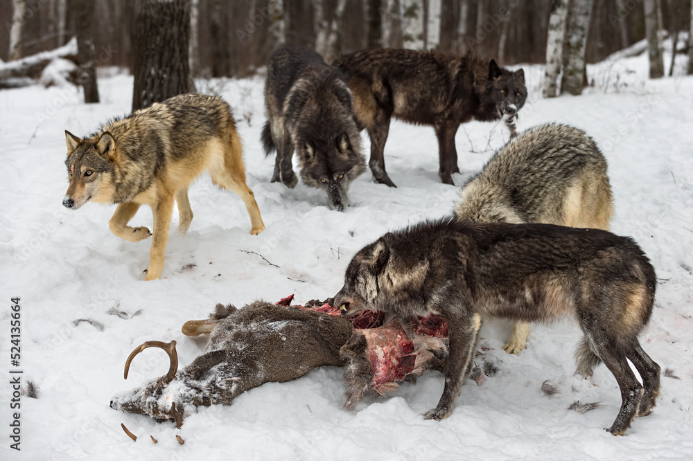 Fototapeta premium Grey Wolf Pack (Canis lupus) Cautiously Approaches Deer Carcass Winter
