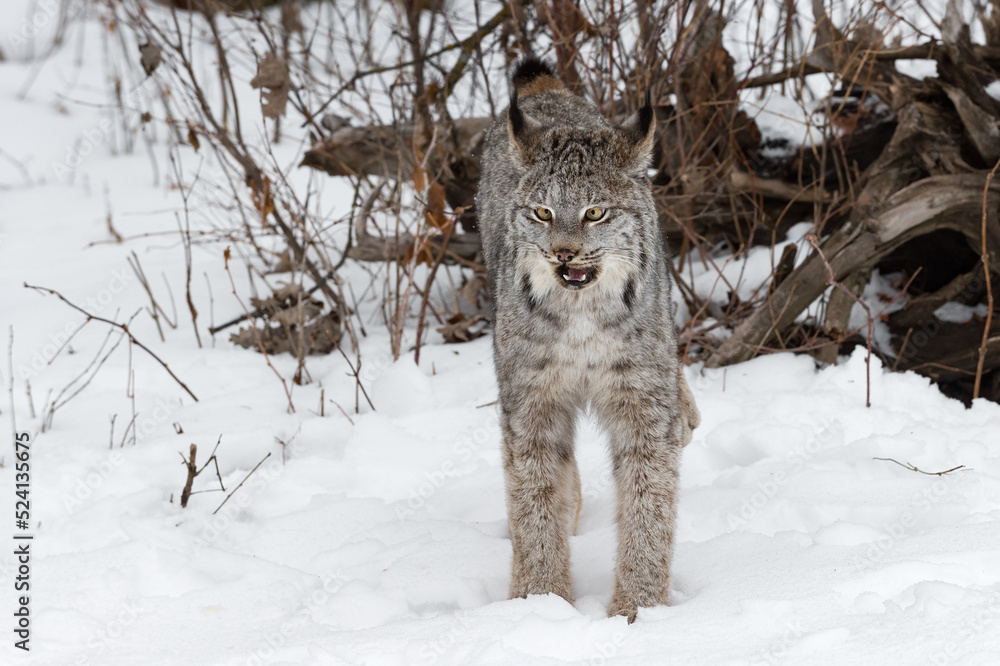 Canadian Lynx (Lynx canadensis) Mouth Open Ears to Sides Winter