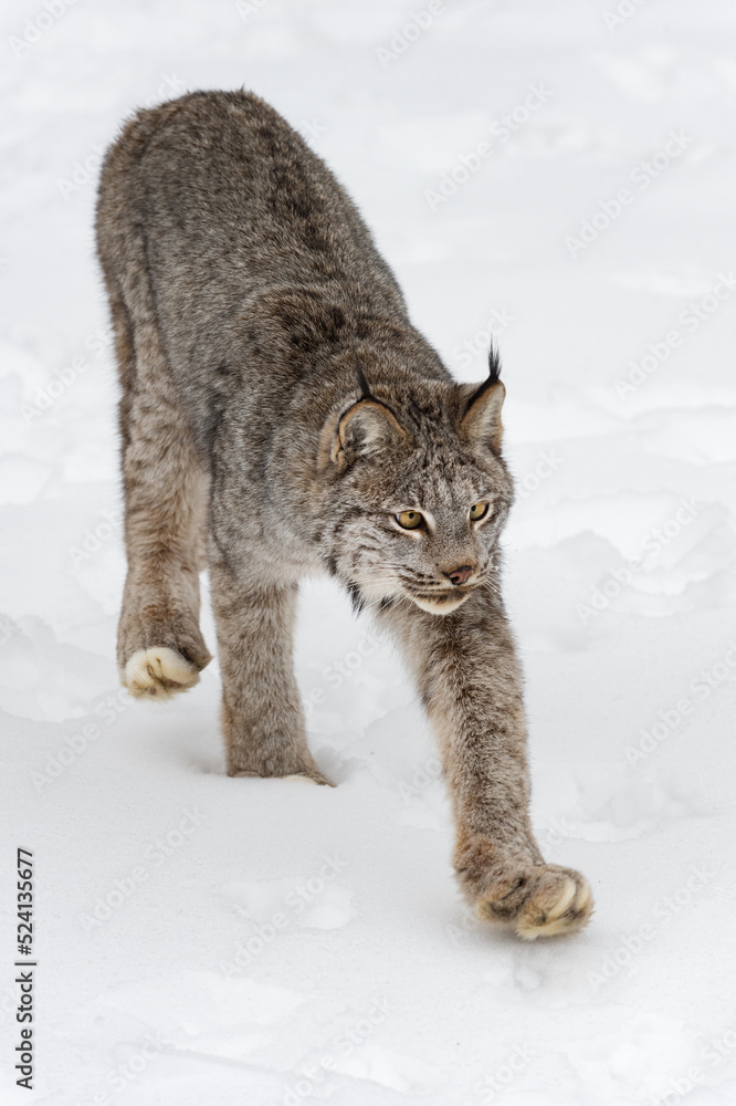 Canadian Lynx (Lynx canadensis) Steps Forward Paw Outstretched Winter