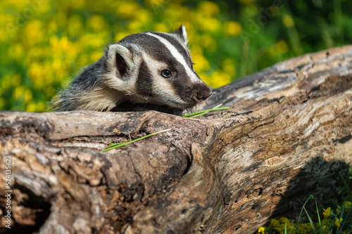 North American Badger (Taxidea taxus) Looks Over Top of Log Summer
