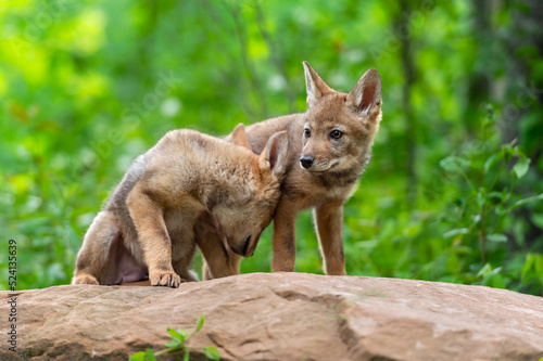 Coyote Pup (Canis latrans) Presses Head on Sibling on Rock Summer