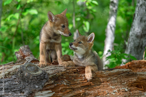 Coyote Pup (Canis latrans) Looks Up at Sibling on Log Summer
