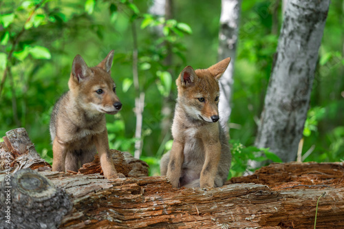 Coyote Pups (Canis latrans) on Log Intent on Something to Right Summer