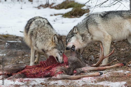 Grey Wolves (Canis lupus) Feed at Deer Carcass Winter