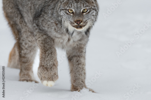 Canadian Lynx  Lynx canadensis  Stalks Forward Close Up Winter