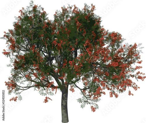 Front view tree (Flamboyant 1) illustration vector