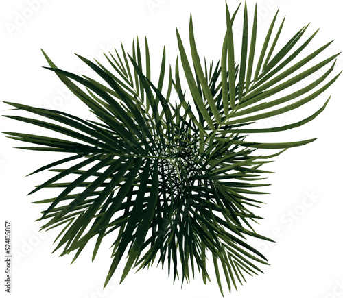 Top view Plant (Golden cane palm Dypsis lutescens 1) Flower Tree illustration vector