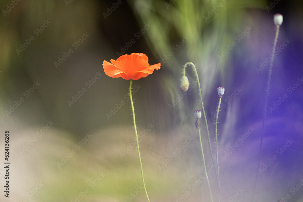 Obraz premium Poppy flower in the field with a beautiful bokeh