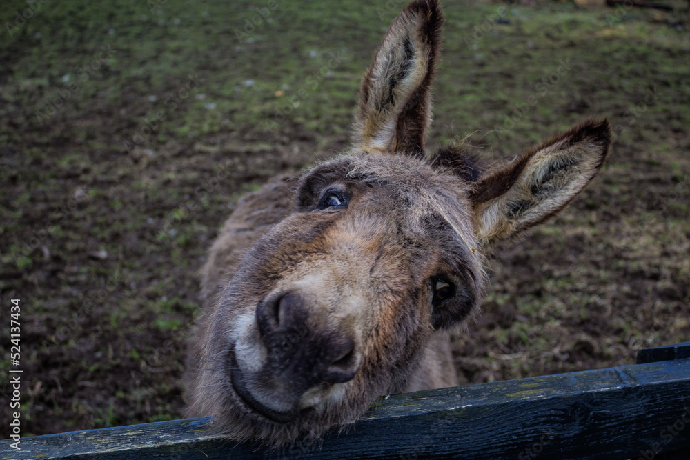 An adorable donkey looking posing for the camera An adorable donkey looking posing for the camera