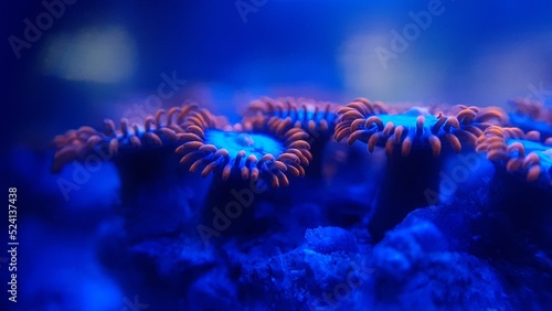 A red and blue zoa coral