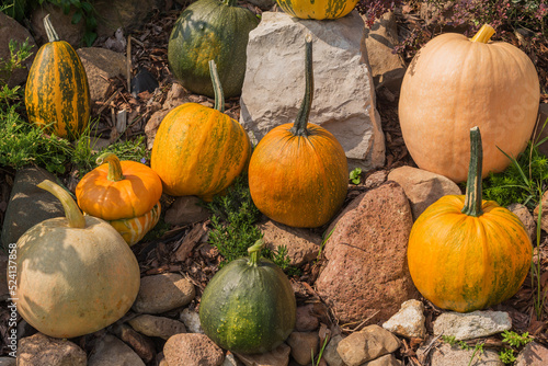 Rock garden decorated with natural pumpkin and squash varieties photo