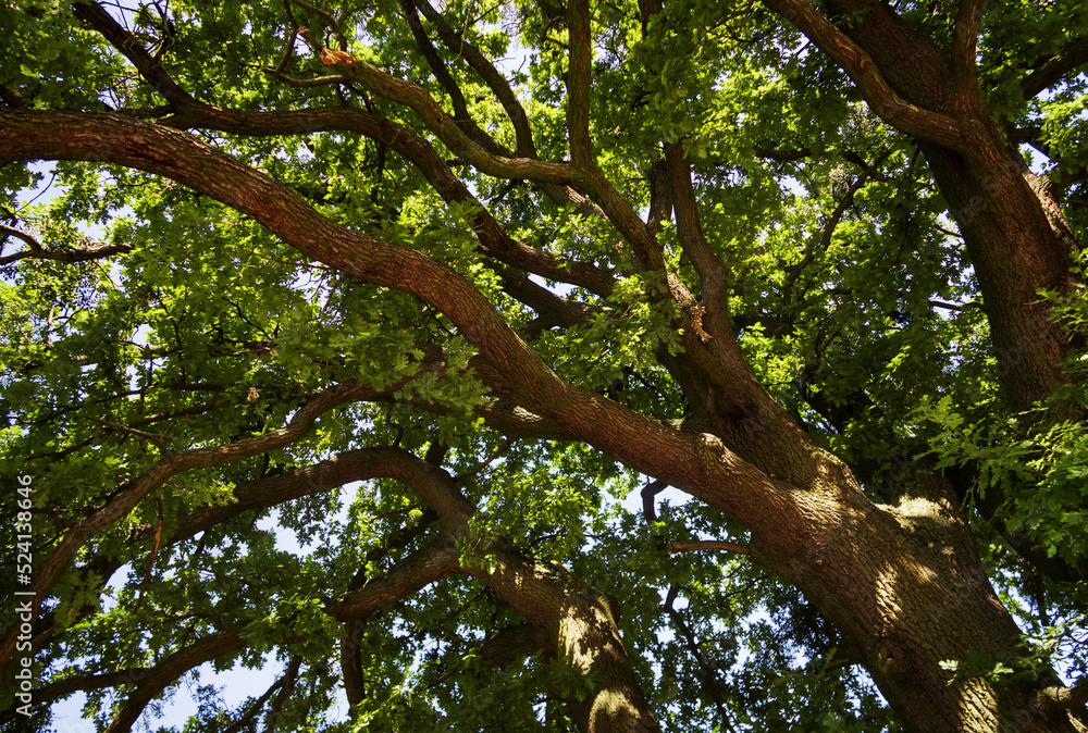 Fototapeta premium looking up into the crown of an old oak tree