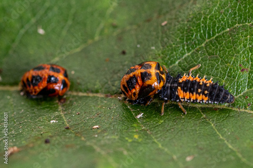 Larva of a Harlequin ladybird beetle, Harmonia axyridis, eating a pupa stage larva of the same species © Anders93