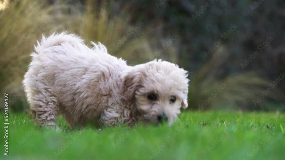 puppy dog playing in the grass runs towards the camera puppy dog playing in the grass runs towards the camera