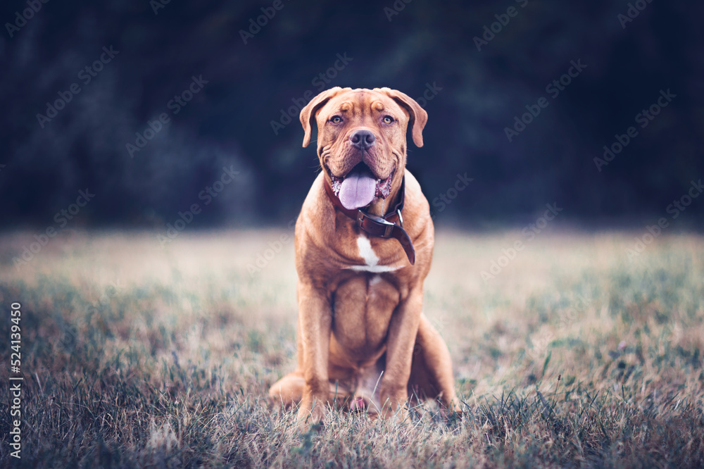 Bordeaux mastiff