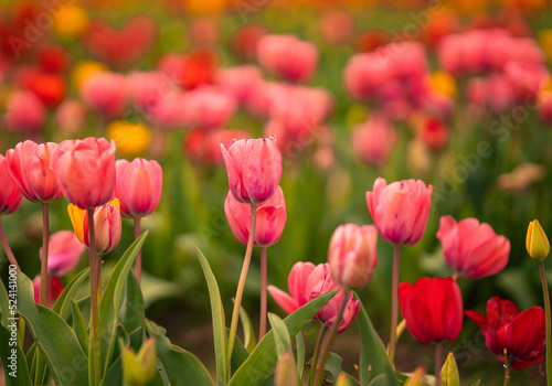 Colorful tulips on the tulip field in spring