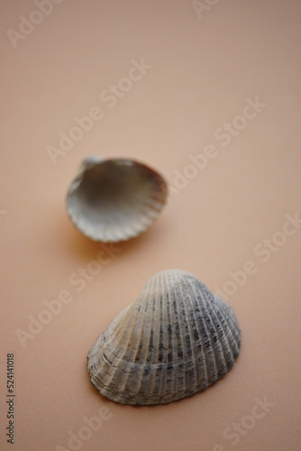 Two white grey seashells on an pale brown table