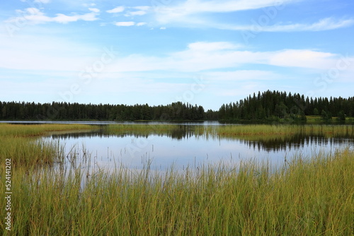 Swedish summer landscape at the countryside. Next to a lake with green reed herb. Forest far away in the distance. Jämtland, Sweden, Scandinavia, Europe.