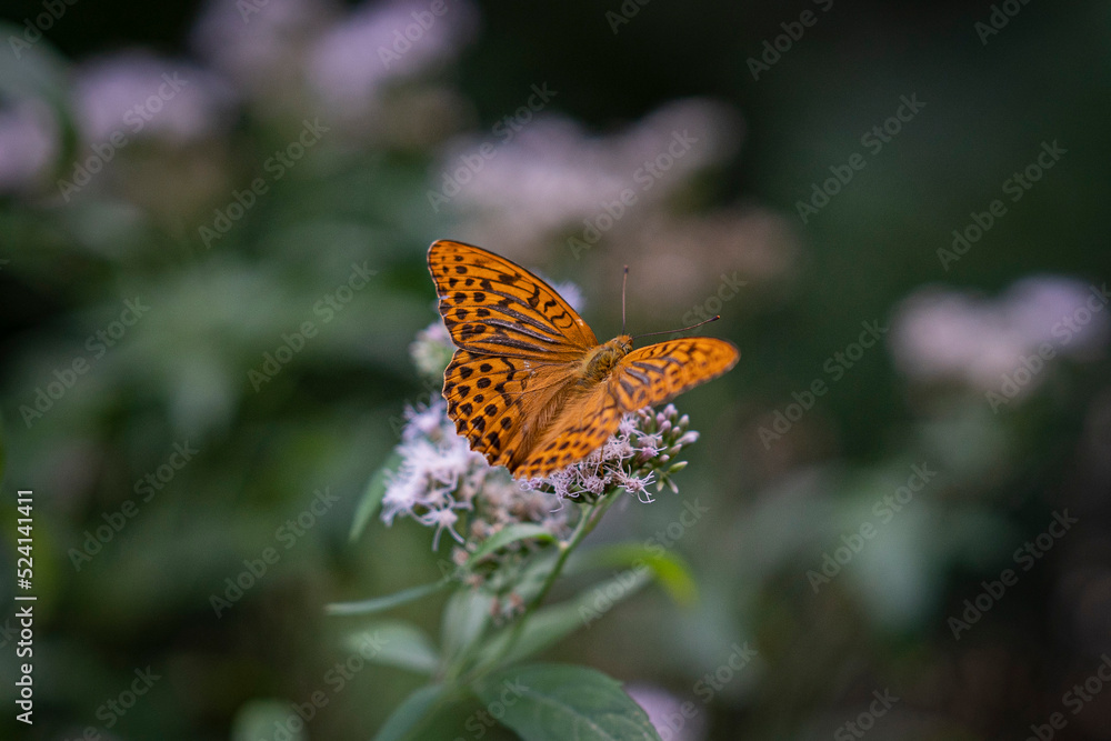 Obraz premium butterfly on a flower