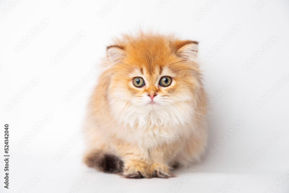 Portrait cute red ginger furry kitten on white background. kitty looking at camera. Concept pets Portrait cute red ginger furry kitten on white background. kitty looking at camera. Concept pets