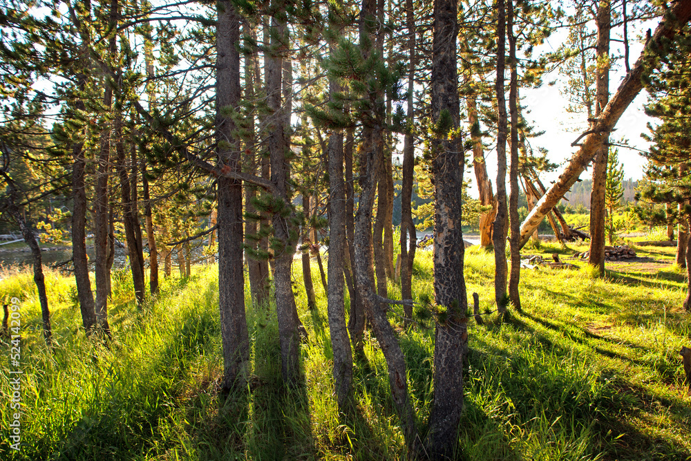 Grove of trees forefront with the sun setting behind casting long shadows Grove of trees forefront with the sun setting behind casting long shadows