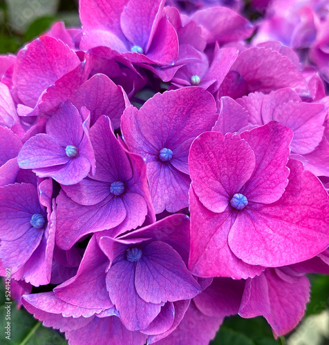 close up of pink hydrangea