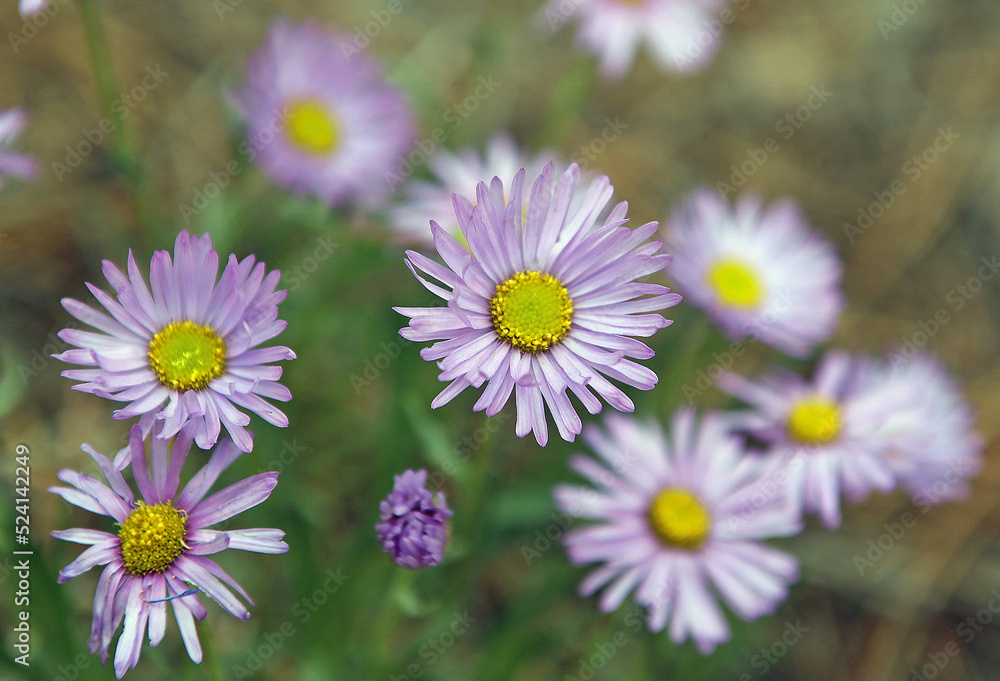 Western Mountain Aster, Symphyotrichum Spathulatum Western Mountain Aster, Symphyotrichum Spathulatum