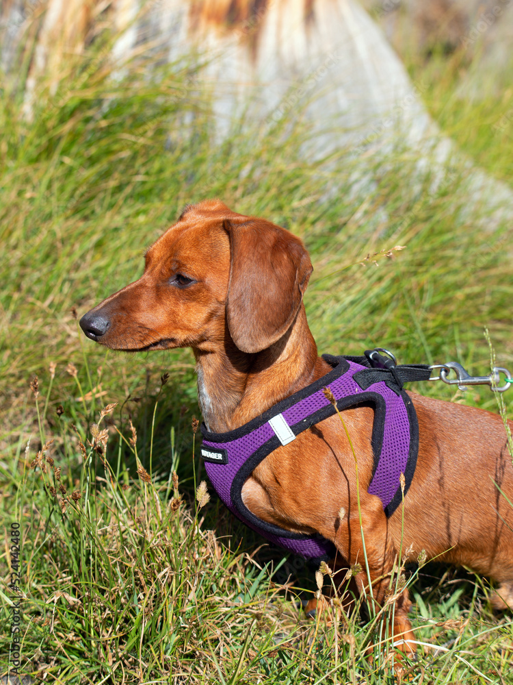 Red Miniature Dachshund in a Harness