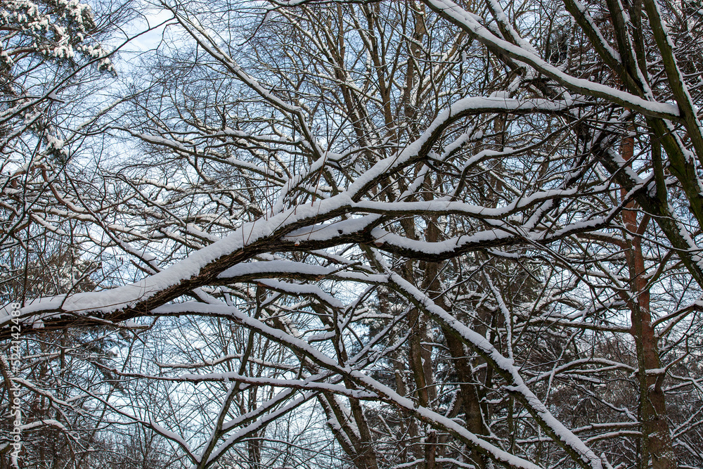 Snow-covered plants in the winter season Snow-covered plants in the winter season