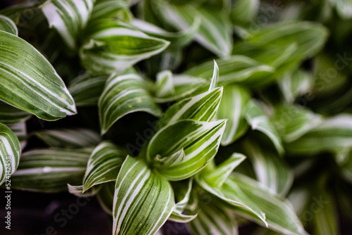 planta lambari variegado verde macro photo