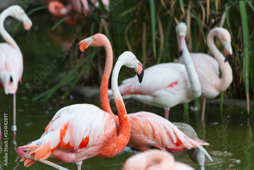 Flamboyance of vivid long necked pink and white flamingo Phoenicopteridae wading birds in the crowded shallow lagoon 
