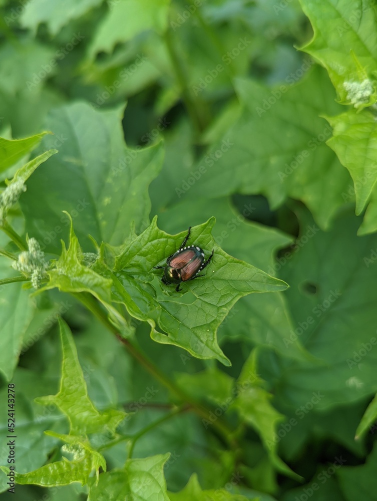 fly on leaf