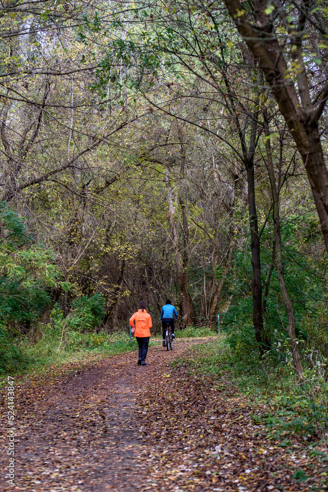 walk in the forest