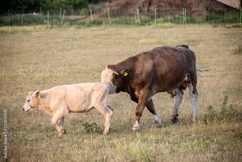 Ein Junges Rind weidet auf einer Weide. photo