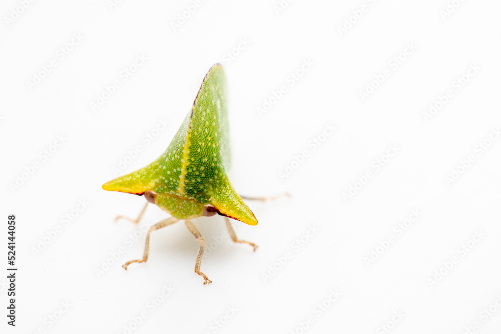 Naklejka premium ヨコトゲツノゼミ Antianthe expansa treehopper 