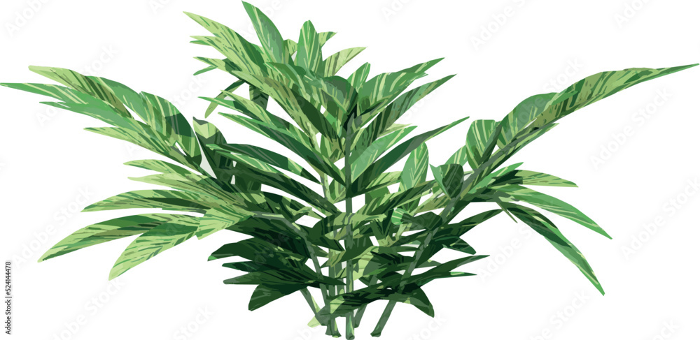 Front view of plant (Bitter Ginger) tree illustration vector
